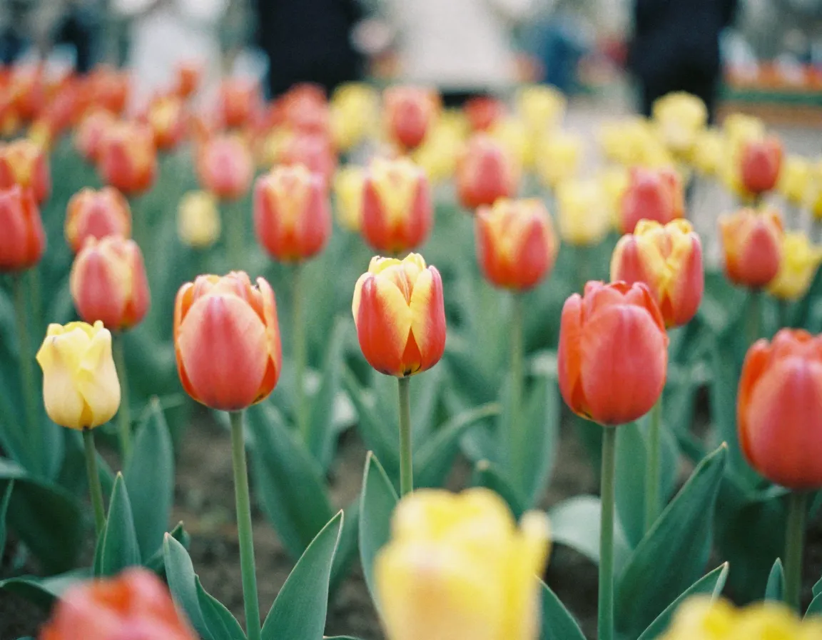 Vibrant tulips in spring colors